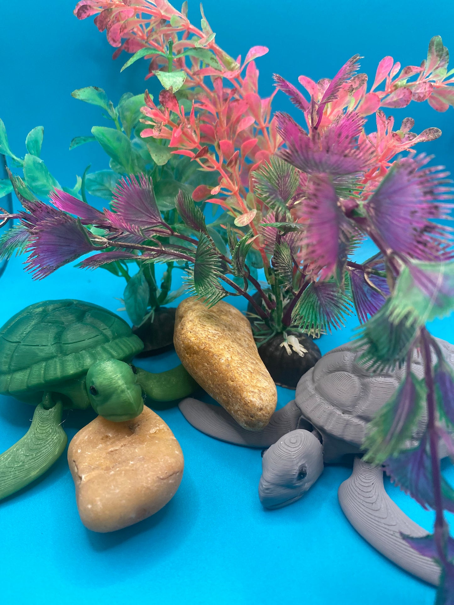 3 pack sea turtles Sam, Sidney, and Sasha