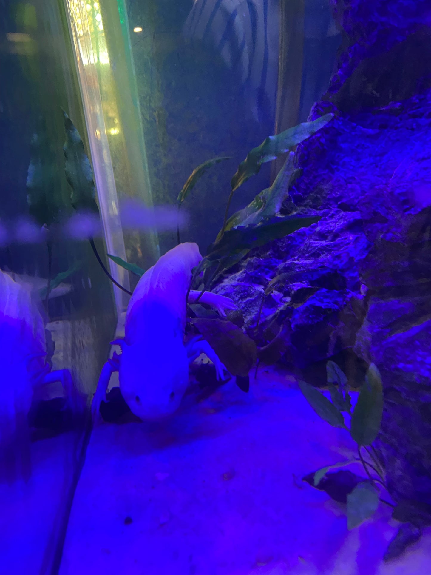 Sassy the axolotl (large size)